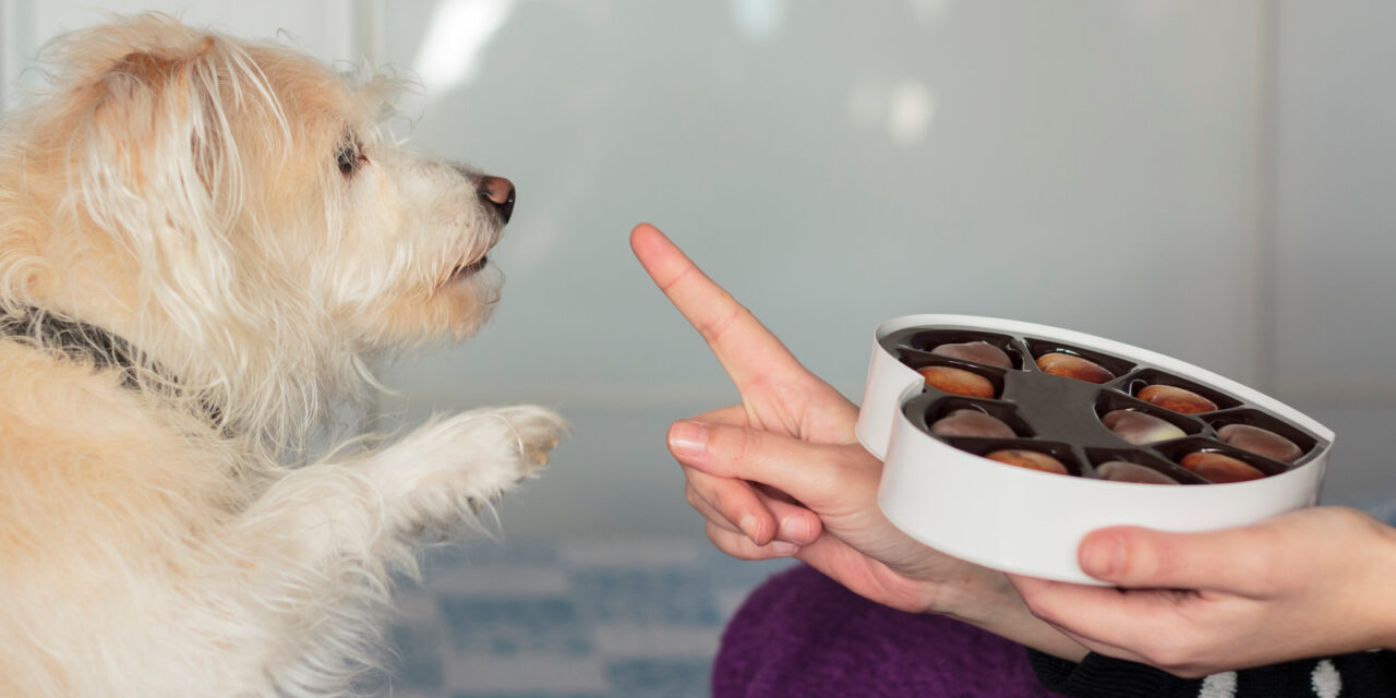 Les aliments interdits pour les chiens : ce qu’il faut savoir
