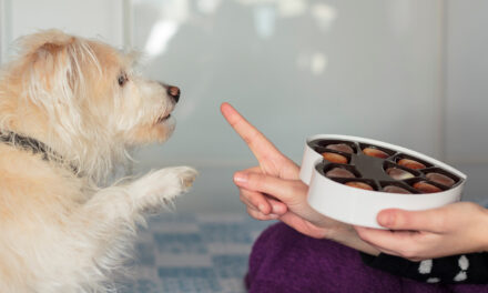 Les aliments interdits pour les chiens : ce qu’il faut savoir