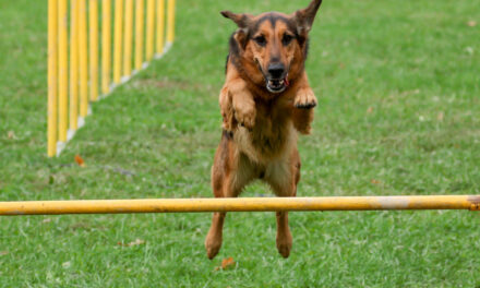 Le dressage des chiens de compétition : comment préparer votre chien à des épreuves de travail