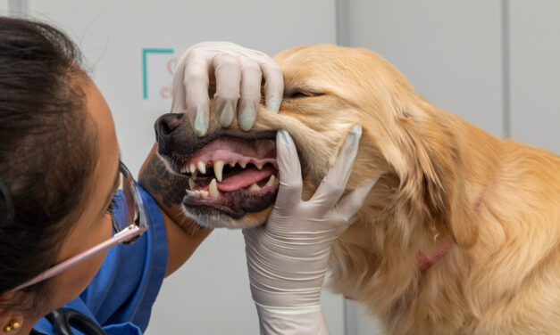 Les problèmes dentaires chez les chiens : comment les prévenir et les traiter