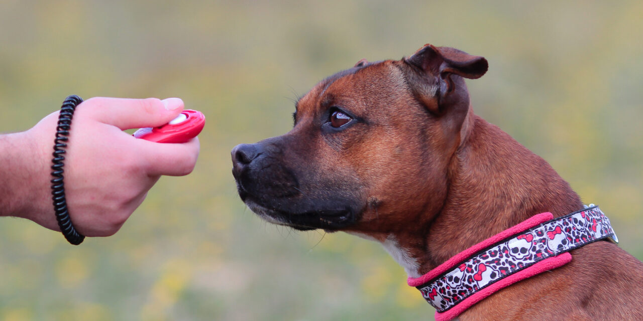 Le dressage au clicker : une méthode efficace pour enseigner de nouvelles compétences à votre chien