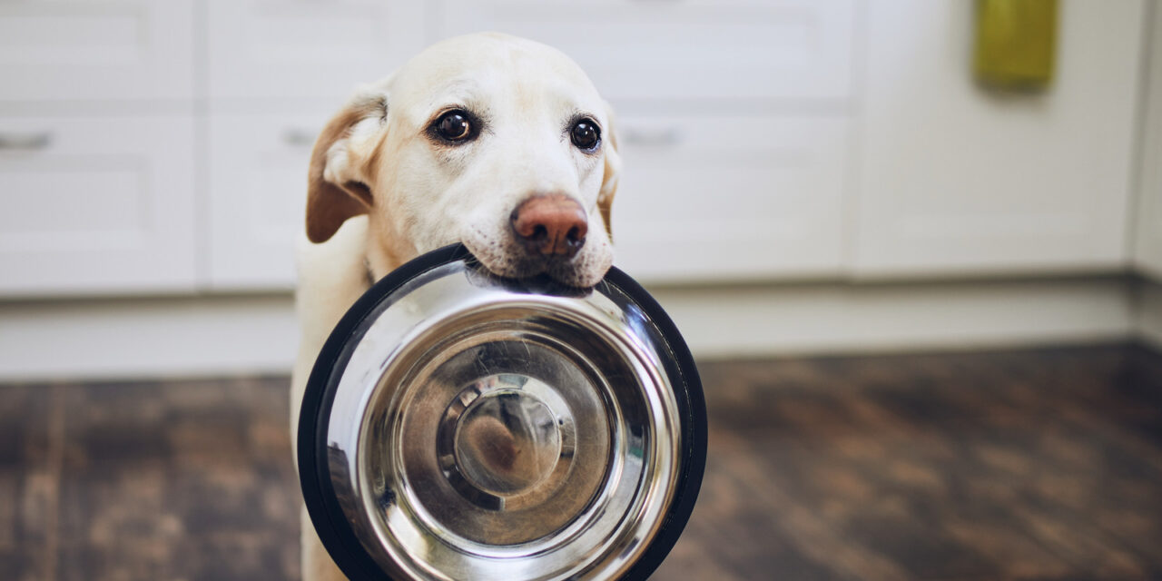 Comment nourrir votre chien de manière équilibrée