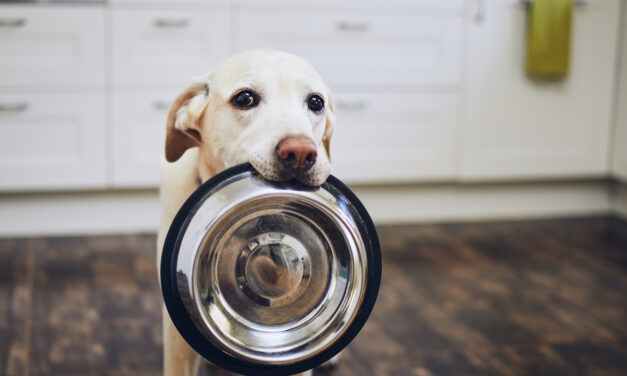 Comment nourrir votre chien de manière équilibrée