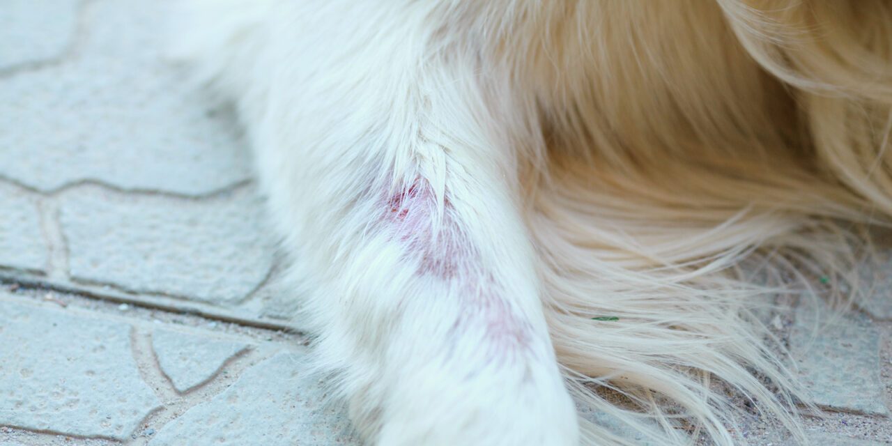 Les problèmes de peau et de pelage chez les chiens : causes et solutions