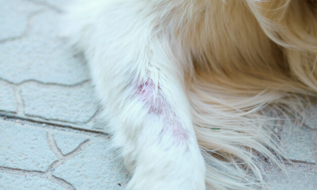 Les problèmes de peau et de pelage chez les chiens : causes et solutions