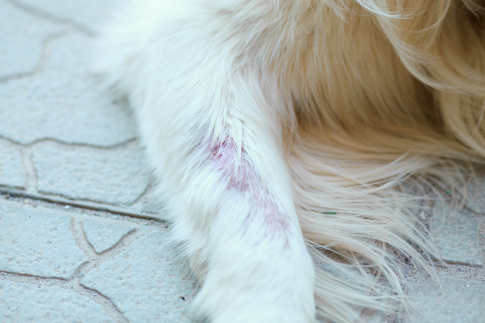 Les problèmes de peau et de pelage chez les chiens causes et solutions Happy chien