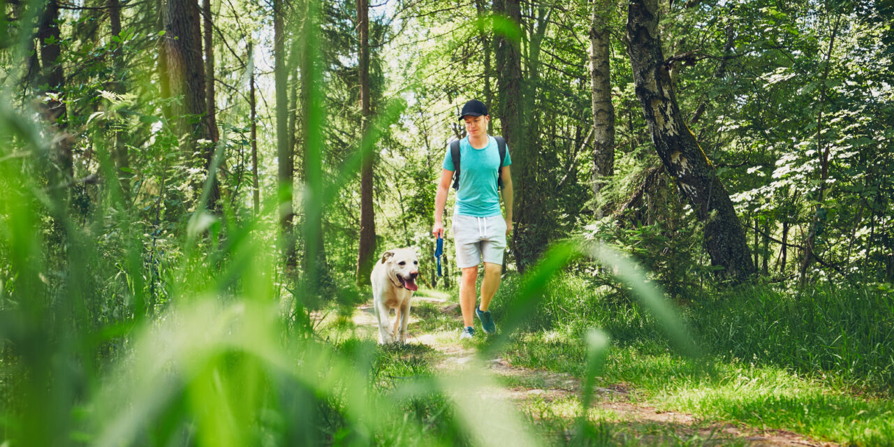 Promenades en forêt : les précautions à prendre pour votre chien