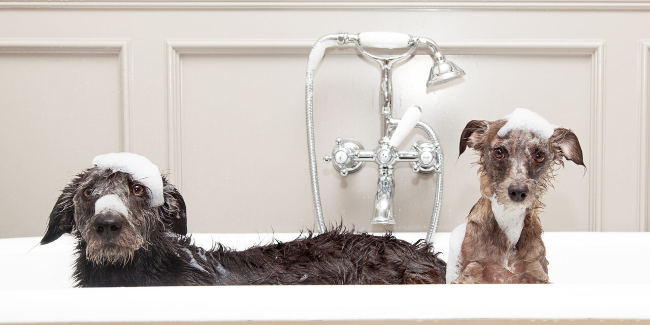 Toilettage du chien : comment préparer son animal à la séance de toilettage