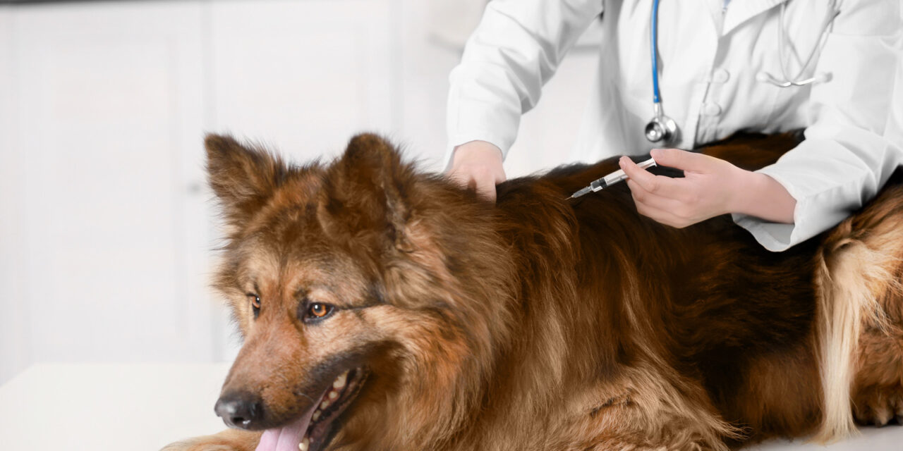 Les vaccins obligatoires pour les chiens : pourquoi et comment les faire