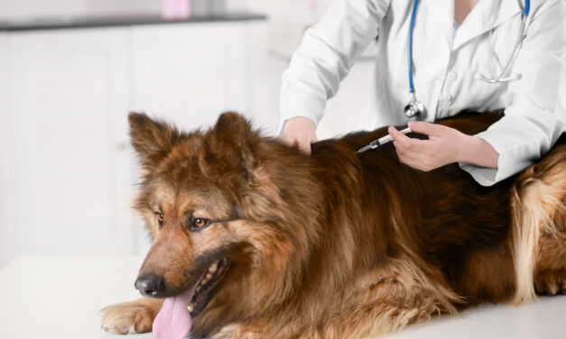 Les vaccins obligatoires pour les chiens : pourquoi et comment les faire