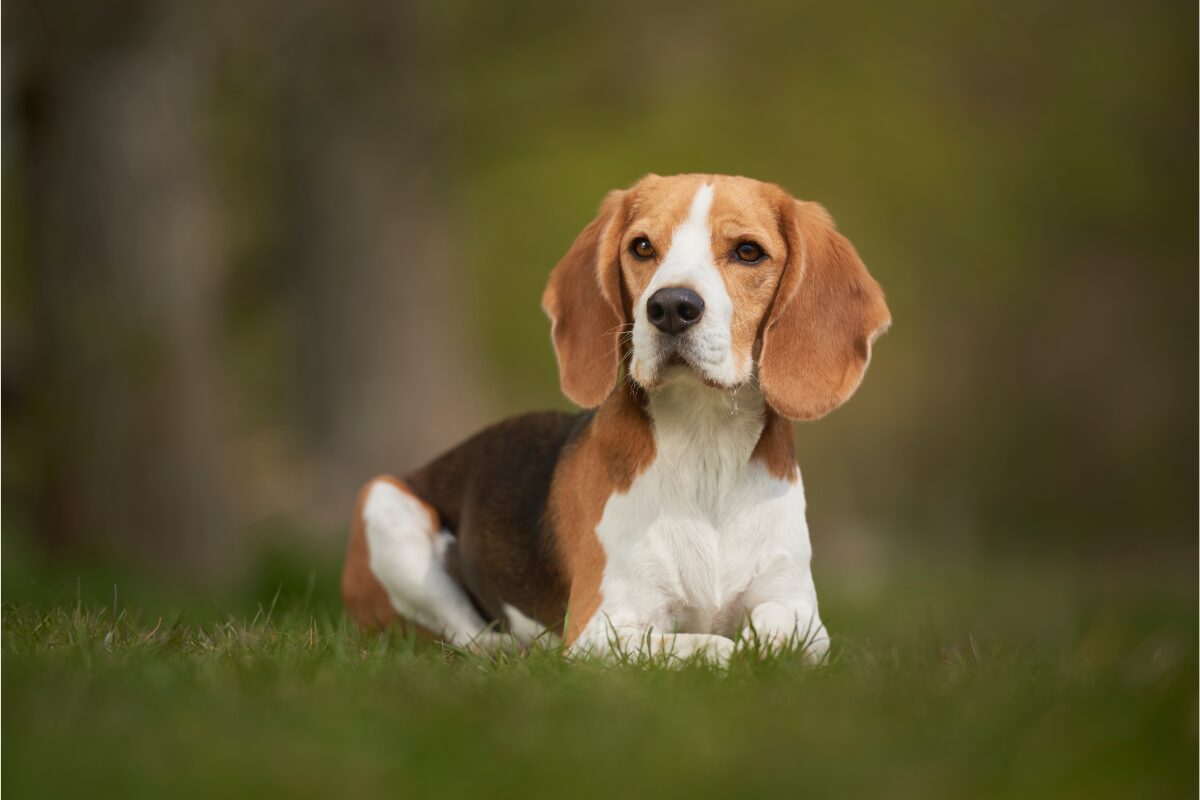 Un Beagle dans un champ