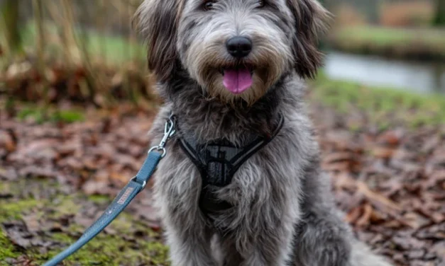 Mijn hond trekt aan de lijn: 5 tips van een hondentrainer om het probleem op te lossen