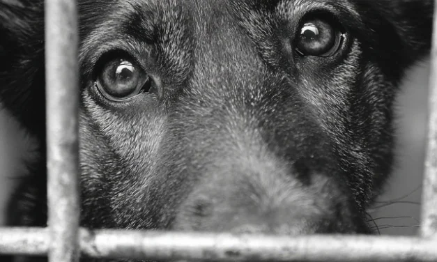 Moet je je hond straffen? Wat zegt de positieve methode?